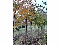 Japanse sierkers - prunus ser. 'kanzan' - afbeelding 4 van  4