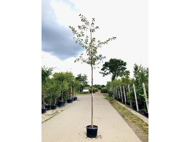 Japanse sierkers prunus 'accolade', bloesemboom, lichtroze bloei, ca. 3 m hoog - afbeelding 1 van  2