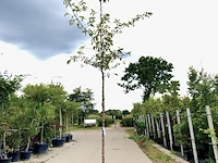 Japanse sierkers prunus 'accolade', bloesemboom, lichtroze bloei, ca. 3 m hoog - afbeelding 1 van  2