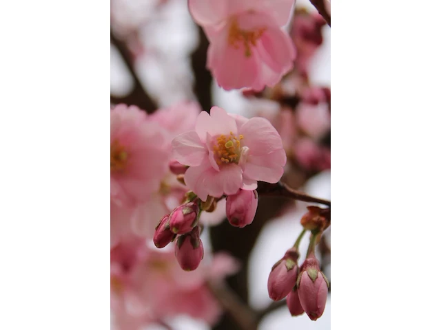 Japanse sierkers prunus 'accolade', bloesemboom, lichtroze bloei, ca. 3 m hoog - afbeelding 2 van  2