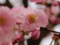 Japanse sierkers prunus 'accolade', bloesemboom, lichtroze bloei, ca. 3 m hoog - afbeelding 2 van  2