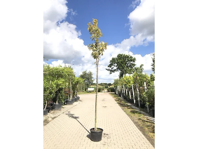 Japanse sierkers prunus 'amanogawa', bloesemboom, roze bloei, ca. 4 m hoog - afbeelding 1 van  2