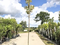 Japanse sierkers prunus 'amanogawa', bloesemboom, roze bloei, ca. 4 m hoog - afbeelding 1 van  2