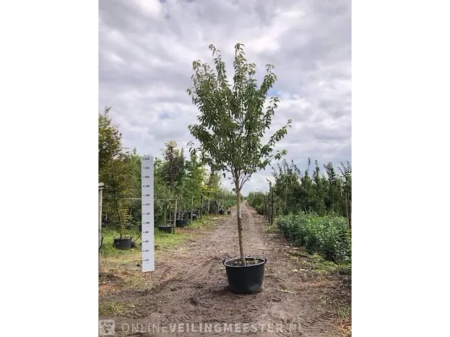 Japanse sierkers prunus 'kanzan', bloesemboom, , 4-5 m hoog - afbeelding 1 van  2