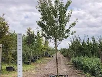 Japanse sierkers prunus 'kanzan', bloesemboom, , 4-5 m hoog - afbeelding 1 van  2