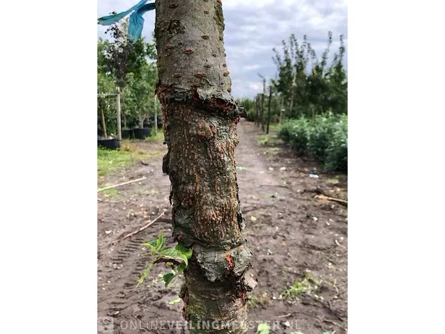 Japanse sierkers prunus 'kanzan', bloesemboom, , 4-5 m hoog - afbeelding 2 van  2