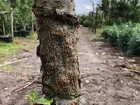 Japanse sierkers prunus 'kanzan', bloesemboom, , 4-5 m hoog - afbeelding 2 van  2