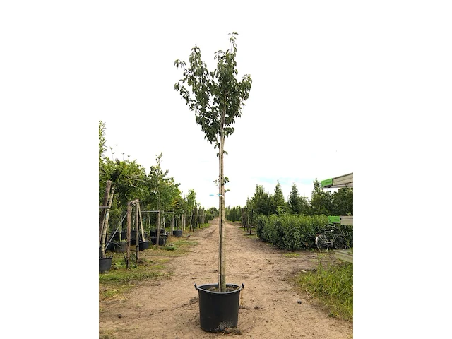 Japanse sierkers prunus 'kanzan', bloesemboom, dieproze bloei, ca. 4 m hoog - afbeelding 1 van  2