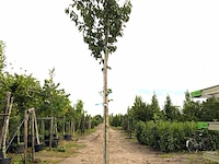 Japanse sierkers prunus 'kanzan', bloesemboom, dieproze bloei, ca. 4 m hoog - afbeelding 1 van  2