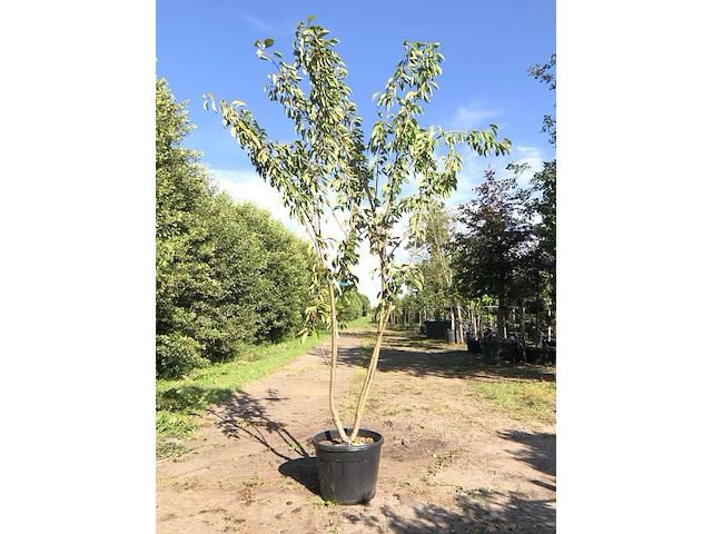 Japanse sierkers prunus 'kanzan', meerstammig, dieproze bloei, ca. 300 cm hoog - afbeelding 1 van  2