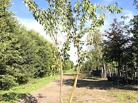 Japanse sierkers prunus 'kanzan', meerstammig, dieproze bloei, ca. 300 cm hoog - afbeelding 1 van  2