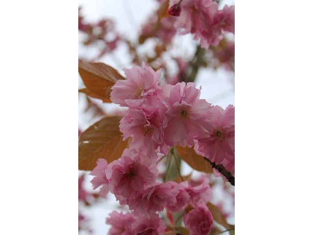 Japanse sierkers prunus 'kanzan', meerstammig, dieproze bloei, ca. 300 cm hoog - afbeelding 2 van  2