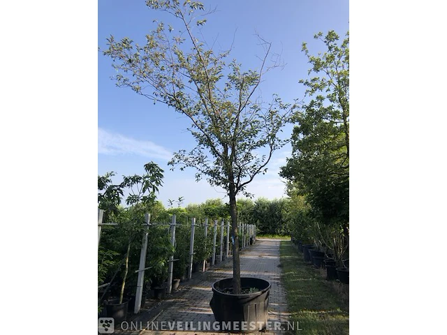 Japanse sierkers prunus s. 'accolade', hoogstam, roze bloei - afbeelding 1 van  4