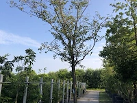 Japanse sierkers prunus s. 'accolade', hoogstam, roze bloei - afbeelding 1 van  4