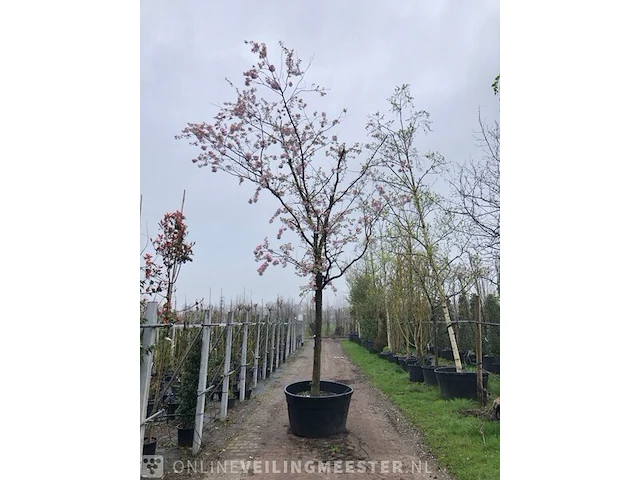 Japanse sierkers prunus s. 'accolade', hoogstam, roze bloei - afbeelding 2 van  4