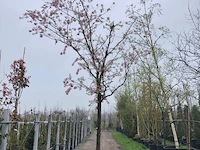 Japanse sierkers prunus s. 'accolade', hoogstam, roze bloei - afbeelding 2 van  4