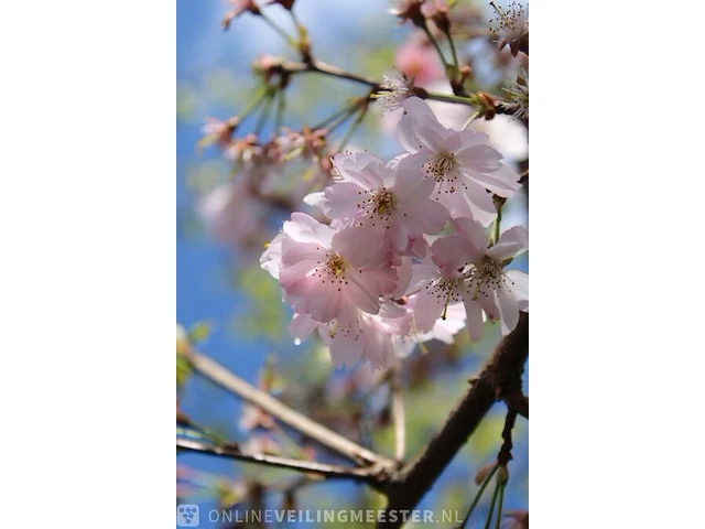 Japanse sierkers prunus s. 'accolade', hoogstam, roze bloei - afbeelding 3 van  4