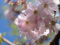 Japanse sierkers prunus s. 'accolade', hoogstam, roze bloei - afbeelding 3 van  4