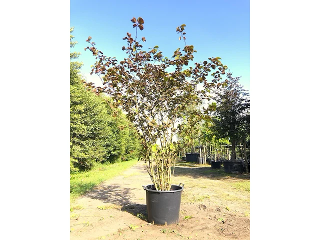 Japanse sneeuwbal viburnum 'grandiflorum', meerstammig, witte bloei, ca. 250 cm hoog - afbeelding 1 van  2