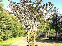 Japanse sneeuwbal viburnum 'grandiflorum', meerstammig, witte bloei, ca. 250 cm hoog - afbeelding 1 van  2