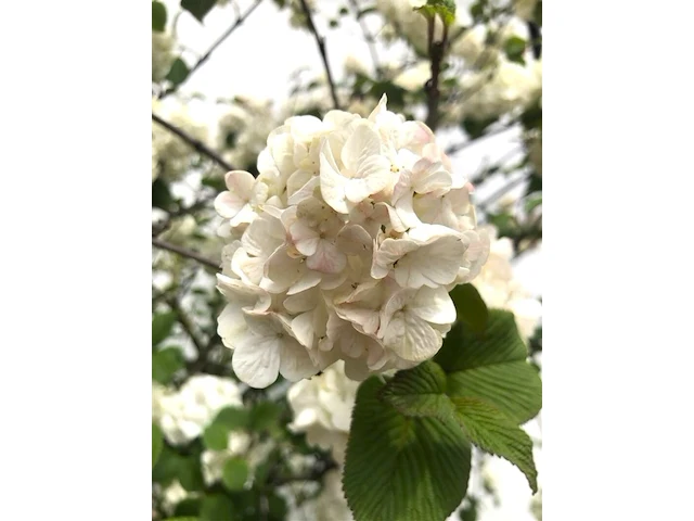 Japanse sneeuwbal viburnum 'grandiflorum', meerstammig, witte bloei, ca. 250 cm hoog - afbeelding 2 van  2