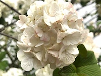 Japanse sneeuwbal viburnum 'grandiflorum', meerstammig, witte bloei, ca. 250 cm hoog - afbeelding 2 van  2