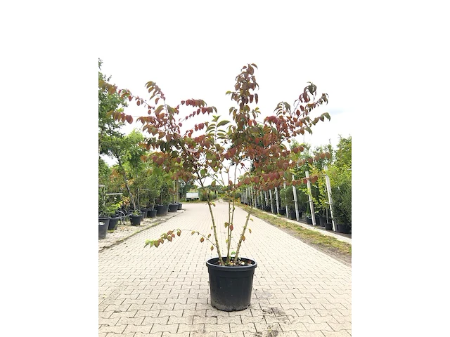 Japanse sneeuwbal viburnum 'mariesii', meerstammig, witte bloei, ca. 200 cm hoog - afbeelding 1 van  2