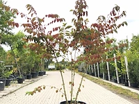 Japanse sneeuwbal viburnum 'mariesii', meerstammig, witte bloei, ca. 200 cm hoog - afbeelding 1 van  2