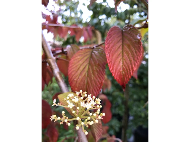 Japanse sneeuwbal viburnum 'mariesii', meerstammig, witte bloei, ca. 200 cm hoog - afbeelding 2 van  2