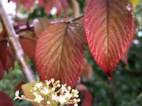 Japanse sneeuwbal viburnum 'mariesii', meerstammig, witte bloei, ca. 200 cm hoog - afbeelding 2 van  2