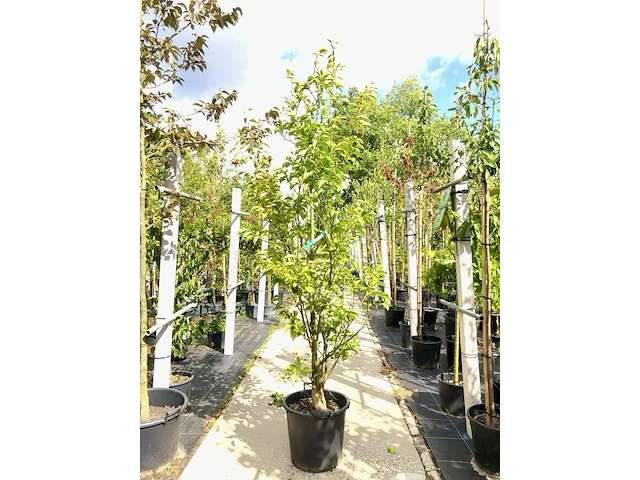 Japanse storaxboom styrax 'june snow', zuilvorm, witte bloei, ca. 250 cm hoog - afbeelding 1 van  2