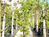 Japanse storaxboom styrax 'june snow', zuilvorm, witte bloei, ca. 250 cm hoog - afbeelding 1 van  2