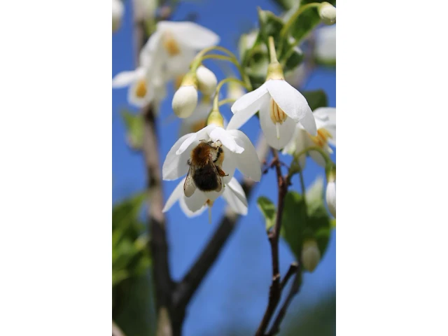 Japanse storaxboom styrax 'june snow', zuilvorm, witte bloei, ca. 250 cm hoog - afbeelding 2 van  2