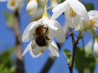 Japanse storaxboom styrax 'june snow', zuilvorm, witte bloei, ca. 250 cm hoog - afbeelding 2 van  2
