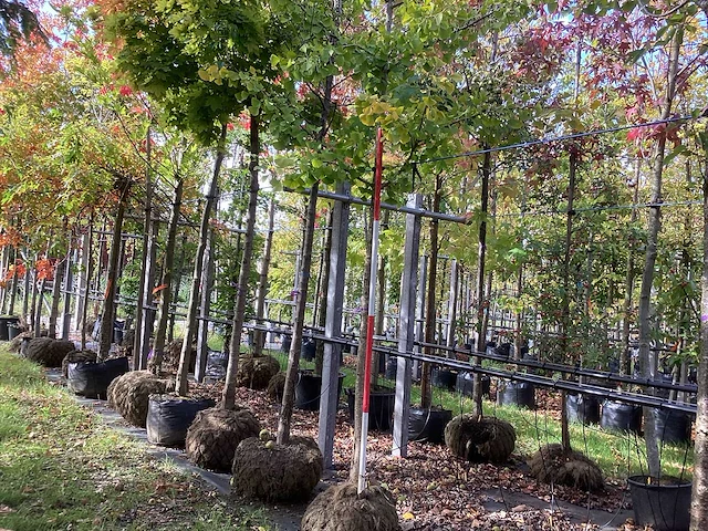 Japanse tempelboom - sierboom - afbeelding 1 van  3