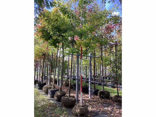 Japanse tempelboom - sierboom - afbeelding 2 van  3