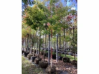 Japanse tempelboom - sierboom - afbeelding 2 van  3