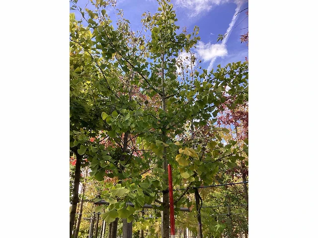Japanse tempelboom - sierboom - afbeelding 3 van  3