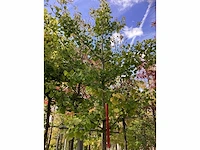 Japanse tempelboom - sierboom - afbeelding 3 van  3