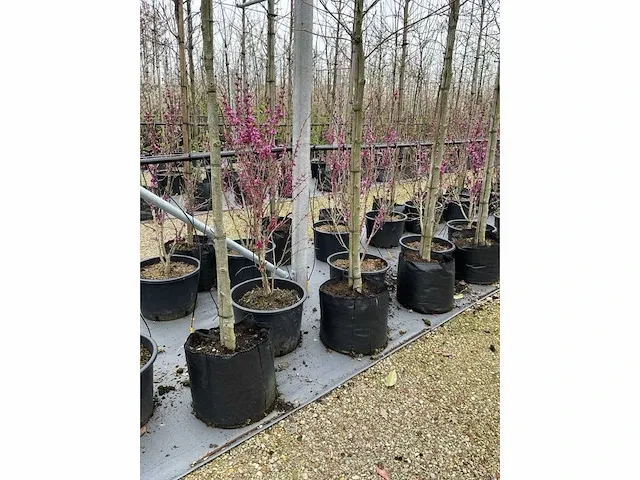 Judas tree - afbeelding 2 van  3