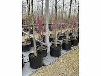 Judas tree - afbeelding 3 van  3