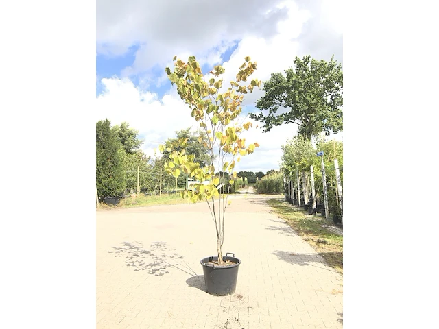 Judasboom cercis canadensis, meerstammig, roze bloei, ca. 250 cm hoog - afbeelding 1 van  1