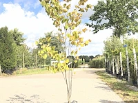 Judasboom cercis canadensis, meerstammig, roze bloei, ca. 250 cm hoog - afbeelding 1 van  1