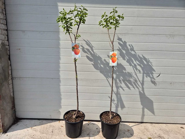Kakiboom - fruit tree - diospyros kaki - hoogte ca. 120cm - afbeelding 1 van  3