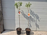 Kakiboom - fruit tree - diospyros kaki - hoogte ca. 120cm - afbeelding 1 van  3