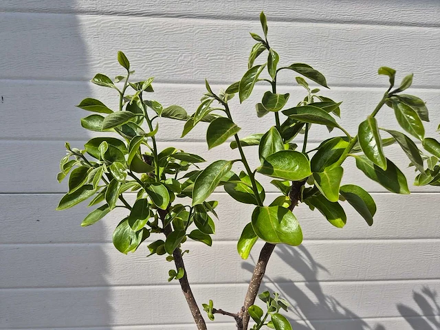 Kakiboom - fruit tree - diospyros kaki - hoogte ca. 120cm - afbeelding 2 van  3