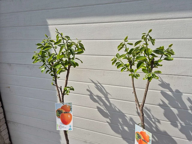 Kakiboom - fruit tree - diospyros kaki - hoogte ca. 120cm - afbeelding 3 van  3
