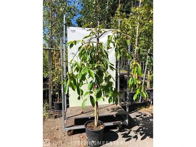 Kakiboom diospyros kaki 'pendula', fruitstruik, , 150-200 cm hoog - afbeelding 1 van  3