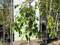 Kakiboom diospyros kaki 'pendula', fruitstruik, , 150-200 cm hoog - afbeelding 1 van  3
