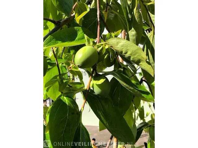 Kakiboom diospyros kaki 'pendula', fruitstruik, , 150-200 cm hoog - afbeelding 2 van  3